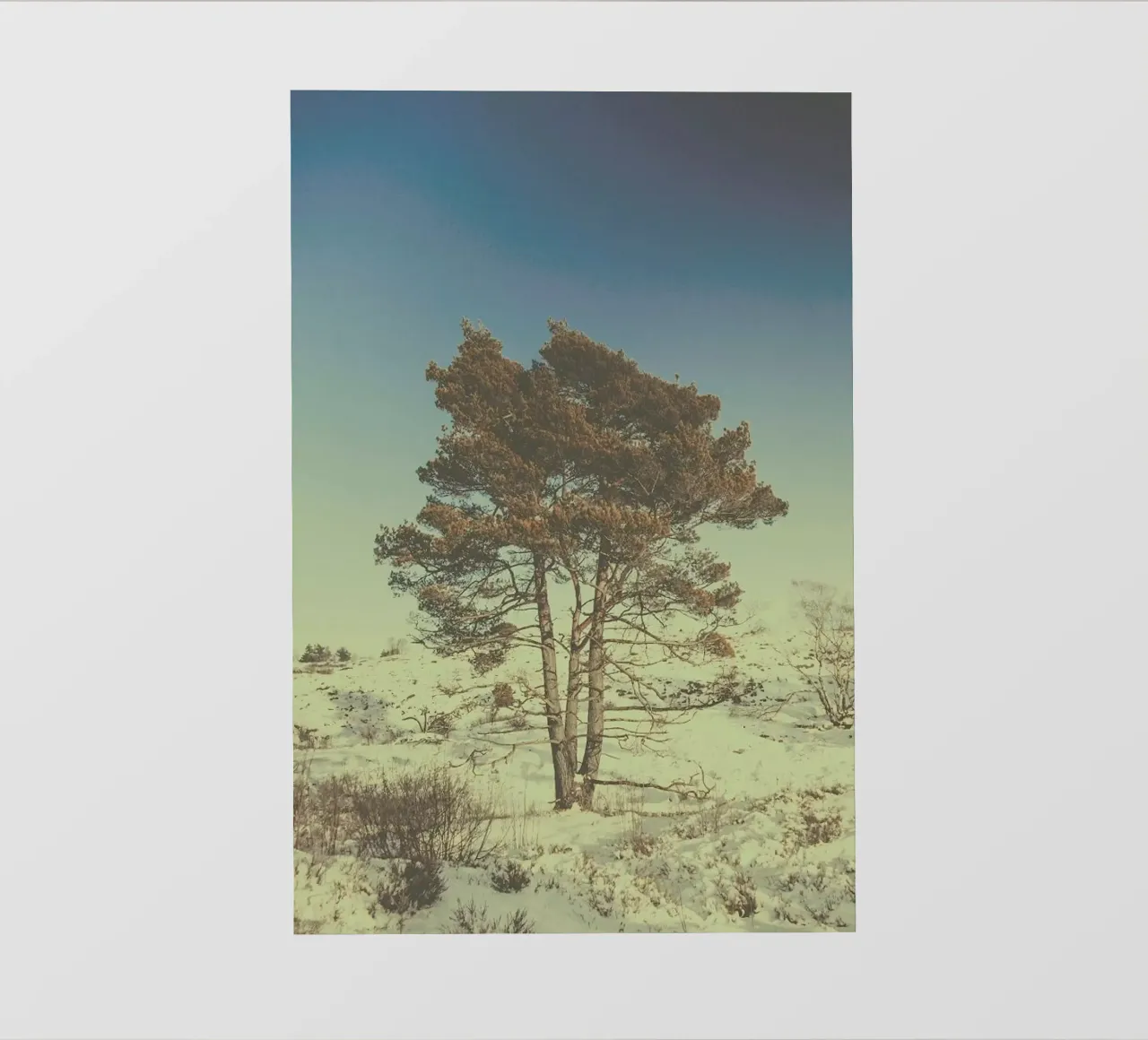 The Tree pellicola backlit da Pale Grain