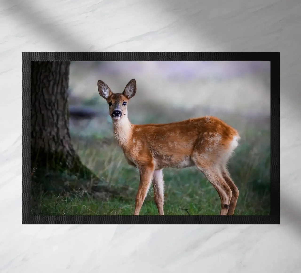 Giovani di capriolo zerbino da Tom's Wildlife