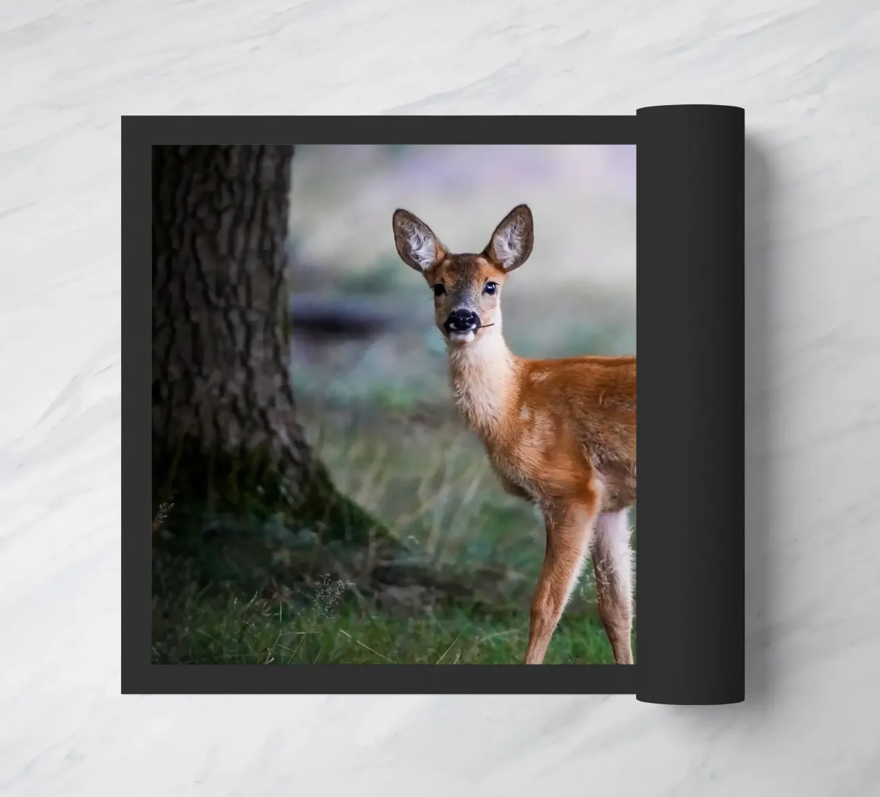 Giovani di capriolo zerbino da Tom's Wildlife