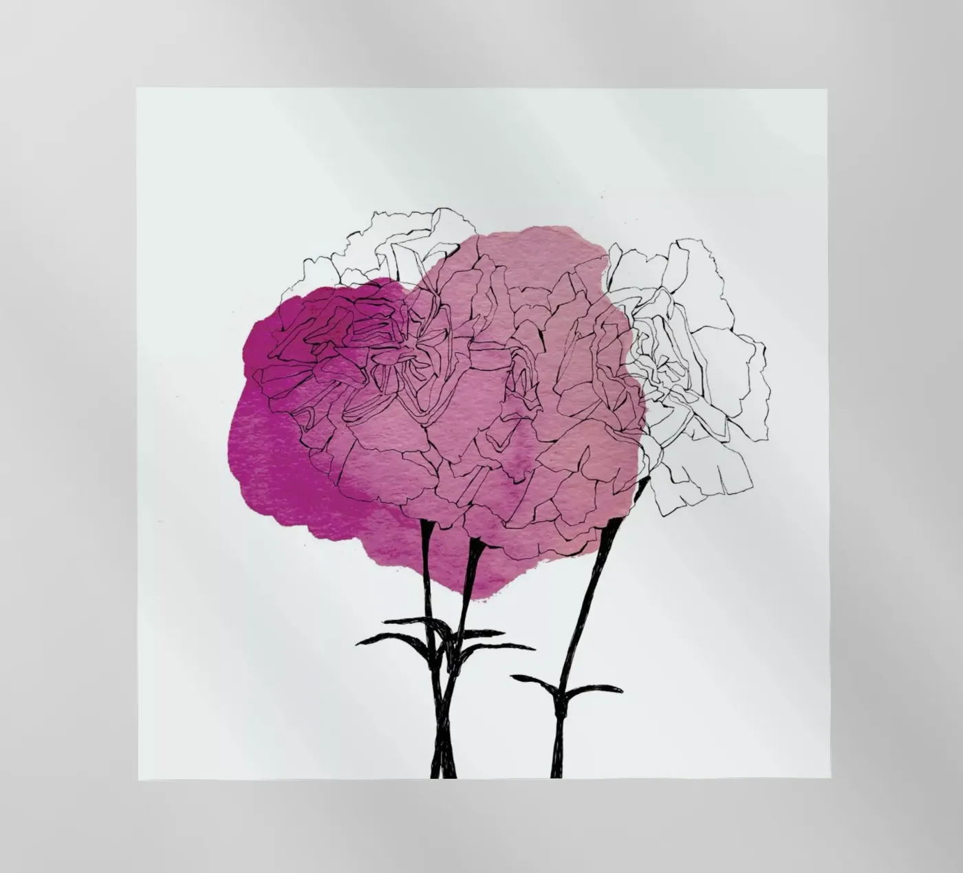 Carnation pellicola backlit da Morgan Kendall