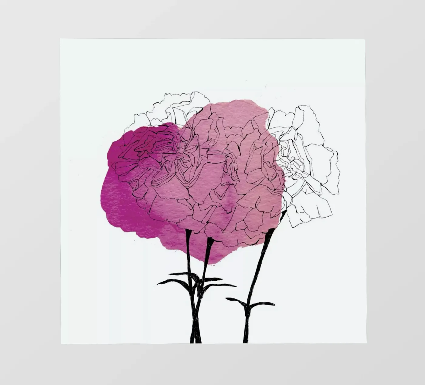 Carnation pellicola backlit da Morgan Kendall