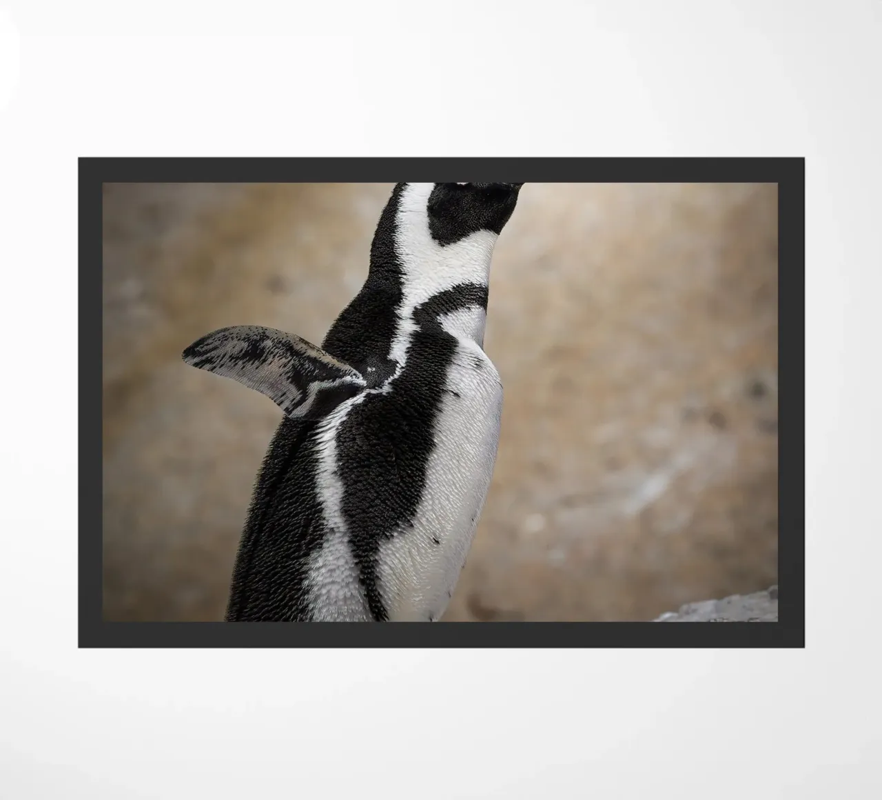 Penguin zerbino da Tom's Wildlife