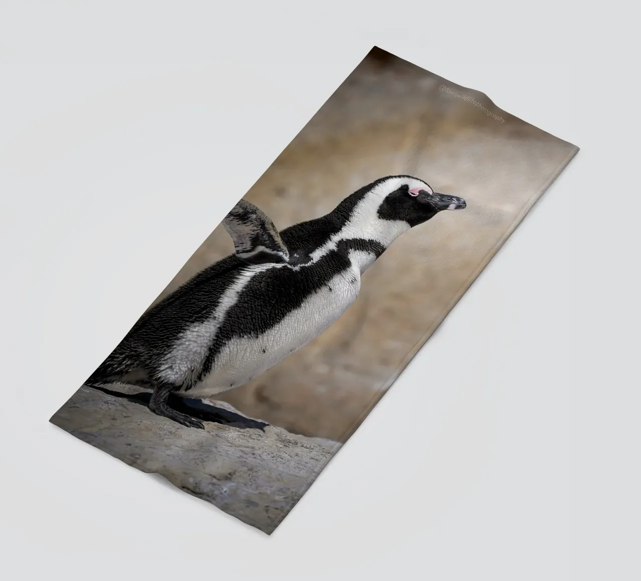 Pinguino telo mare da Tom's Wildlife