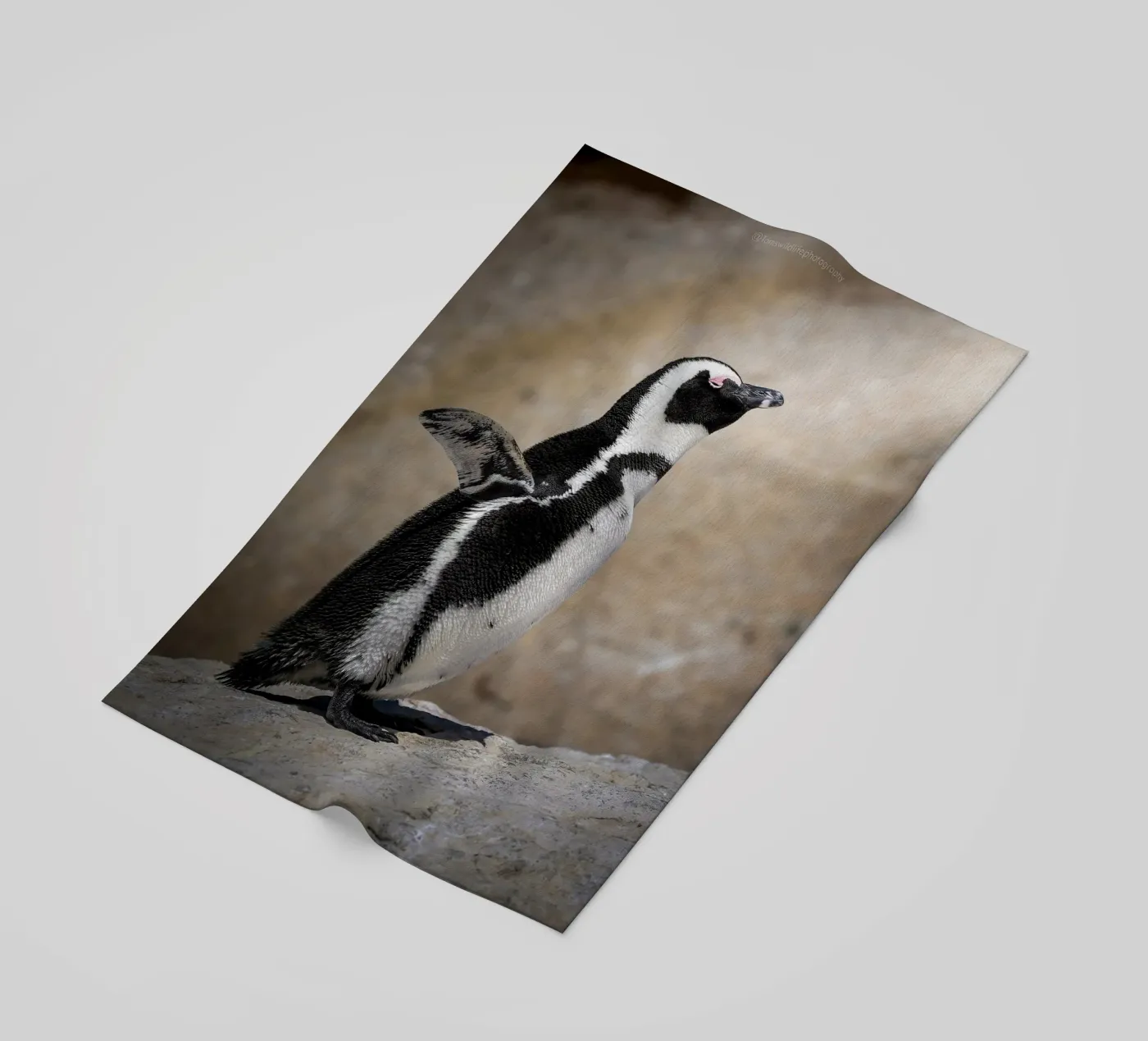 Penguin beach towel by Tom's Wildlife