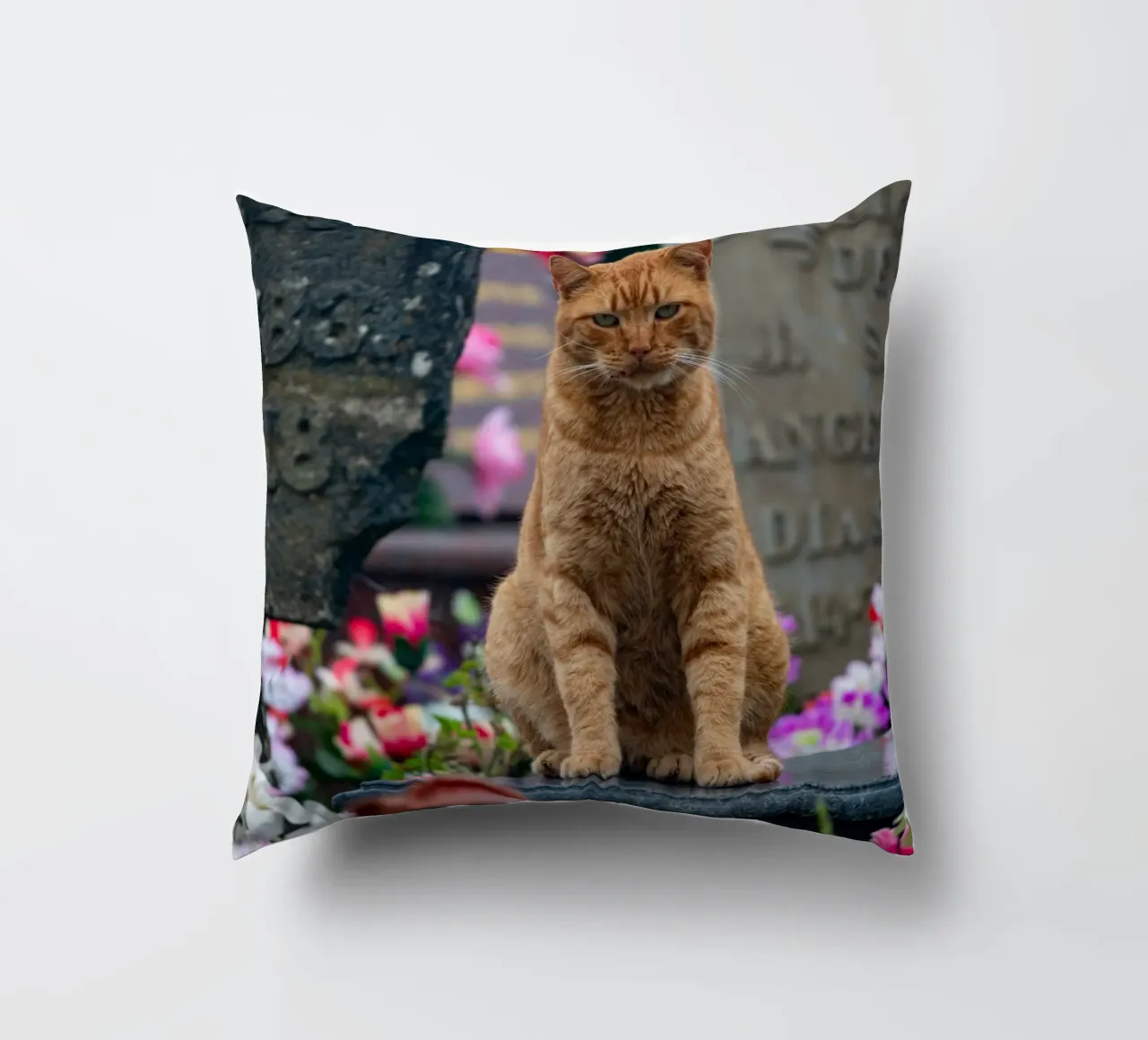 Grumpy cat cuscino da anderm