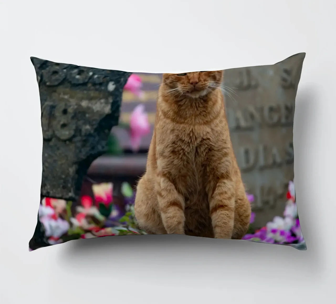 Grumpy cat cuscino da anderm