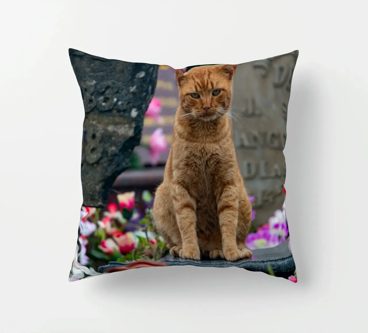 Grumpy cat cuscino da anderm
