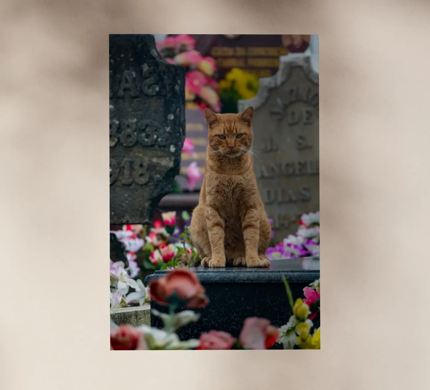 Grumpy cat Backlit Folie von anderm