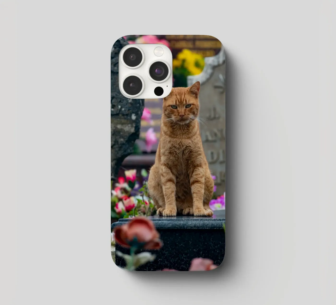 Grumpy cat iphone case by anderm