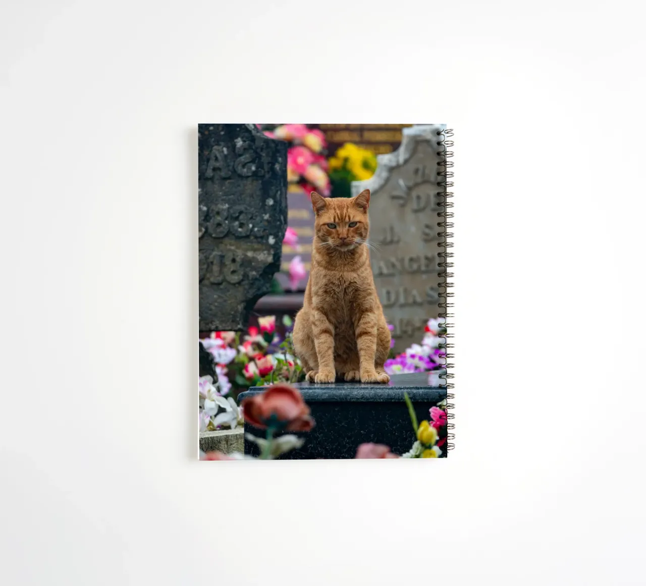 Grumpy cat diario ad anelli da anderm