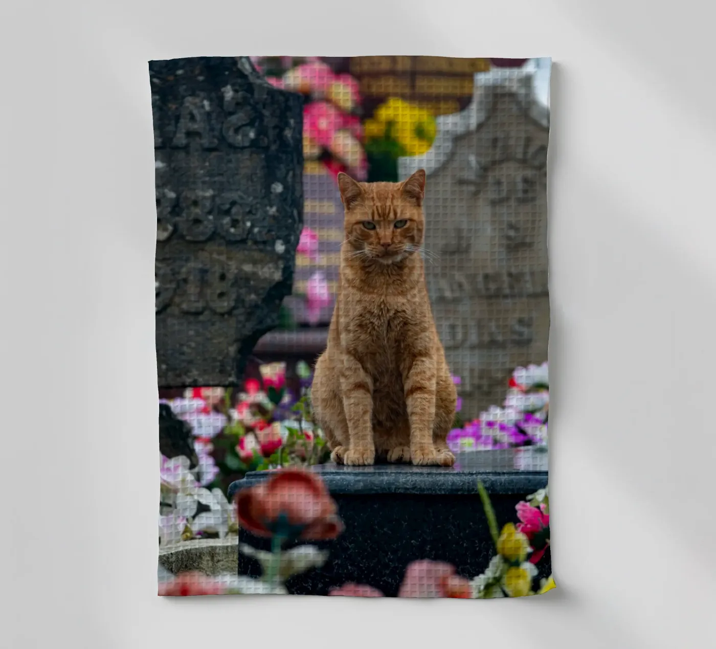 Grumpy cat torchon de anderm