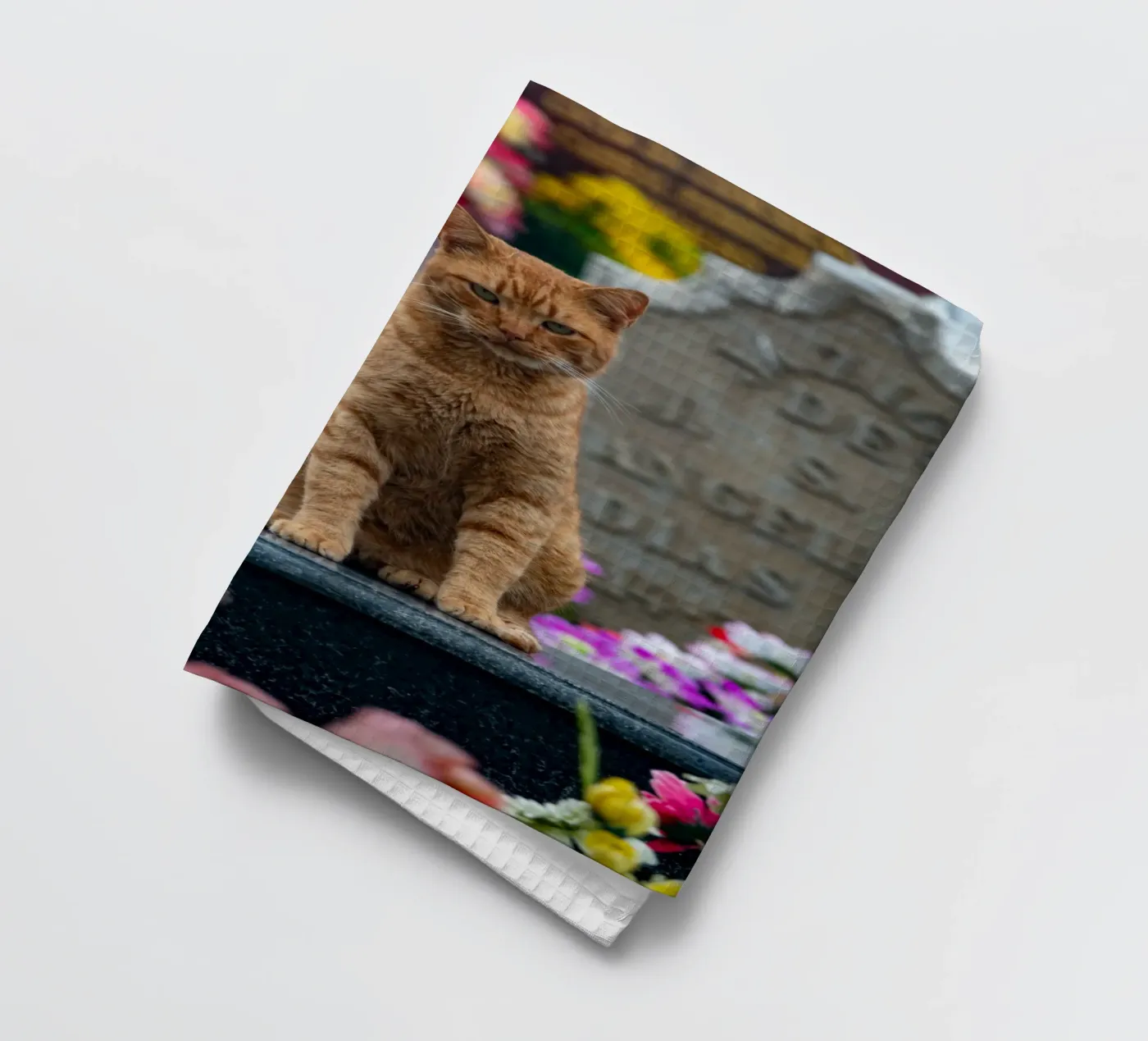 Grumpy cat torchon de anderm