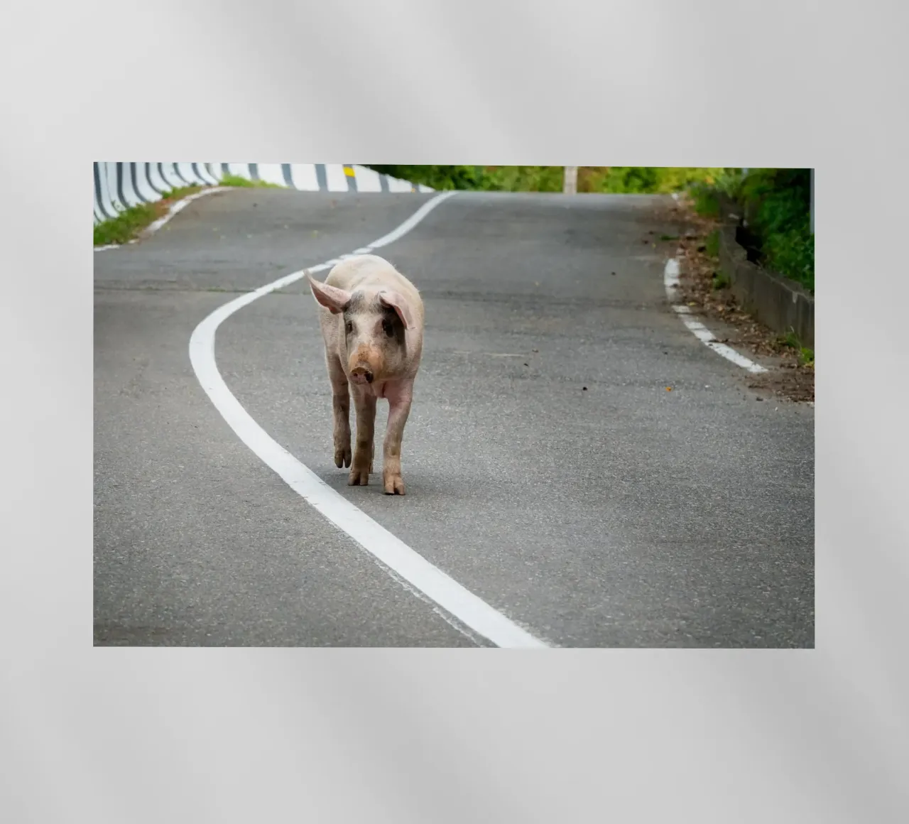 Piggy walking on the road pellicola backlit da anderm