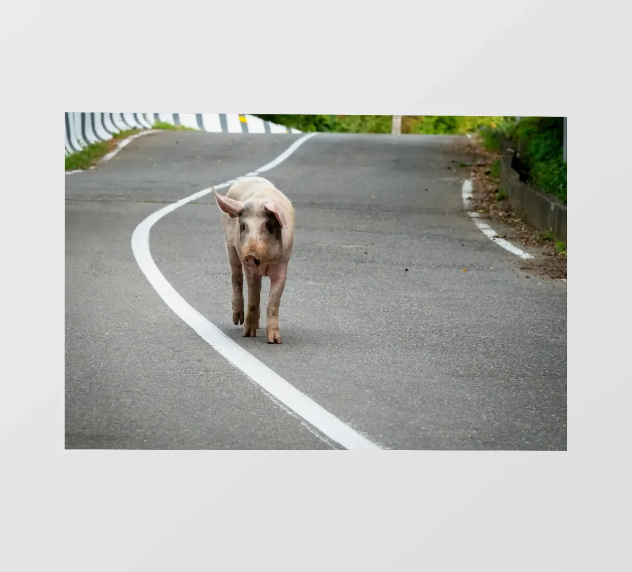 Piggy walking on the road pellicola backlit da anderm