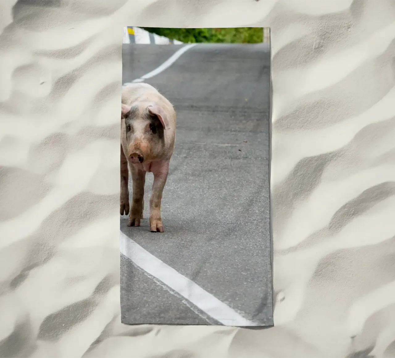 Piggy walking on the road telo mare da anderm
