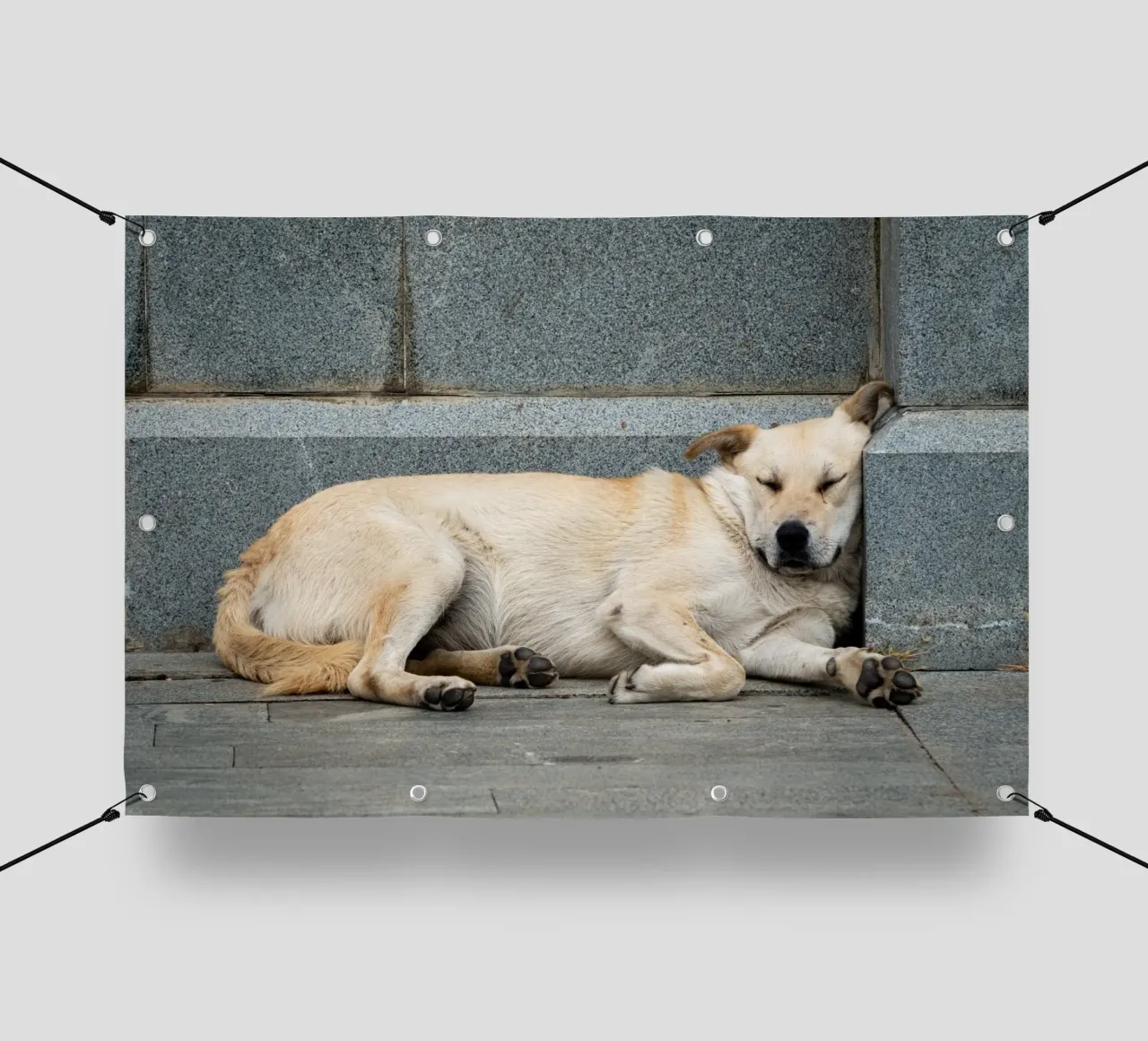 Cane addormentato per strada telo in pvc da anderm