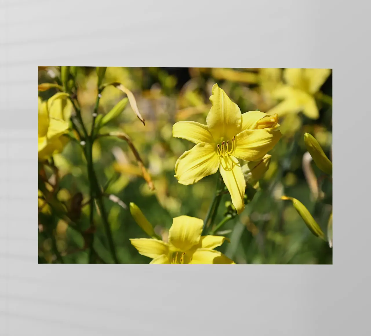 Daylily pellicola backlit da Edenart