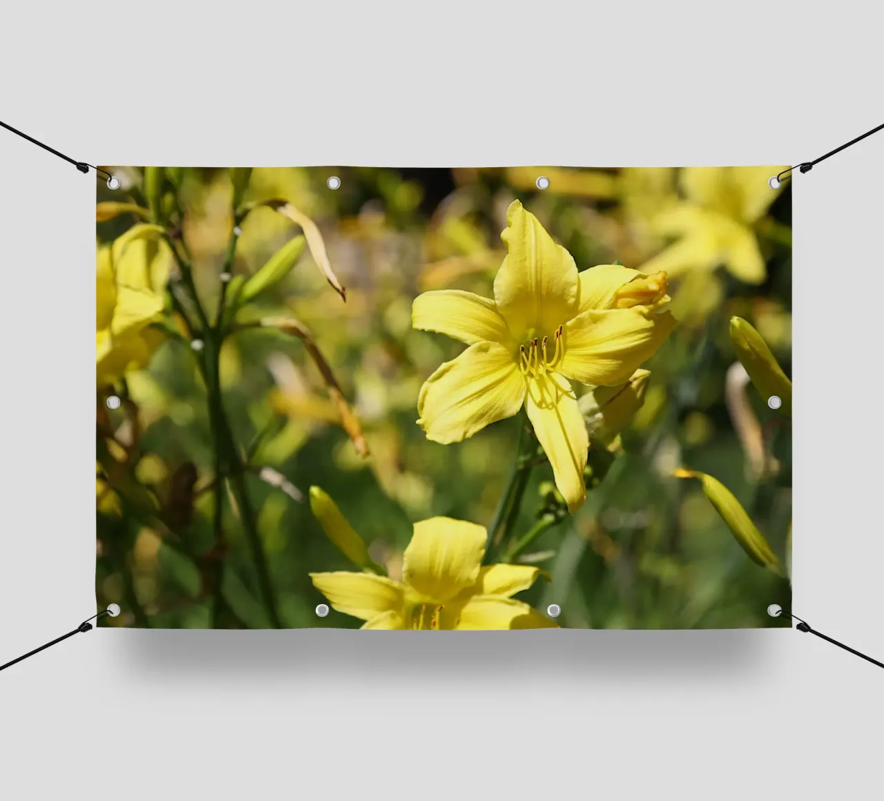 Daylily telo in pvc da Edenart