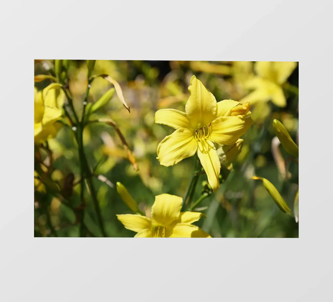 Daylily telo in pvc da Edenart