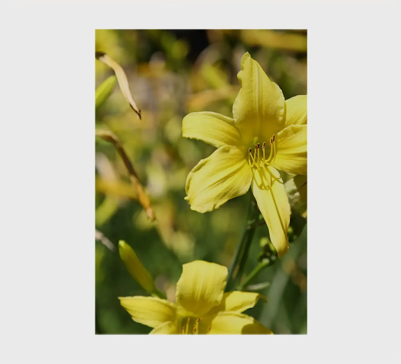 Daylily notebook by Edenart