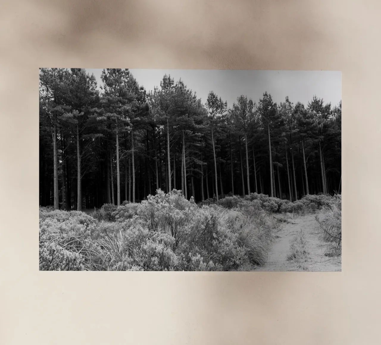 Forest pellicola backlit da rafael campezato