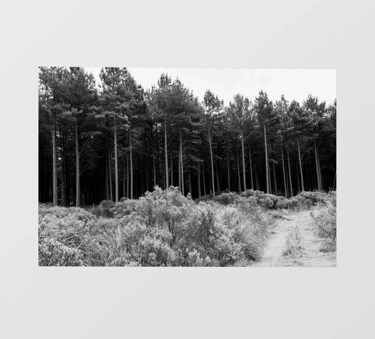 Forest pellicola backlit da rafael campezato