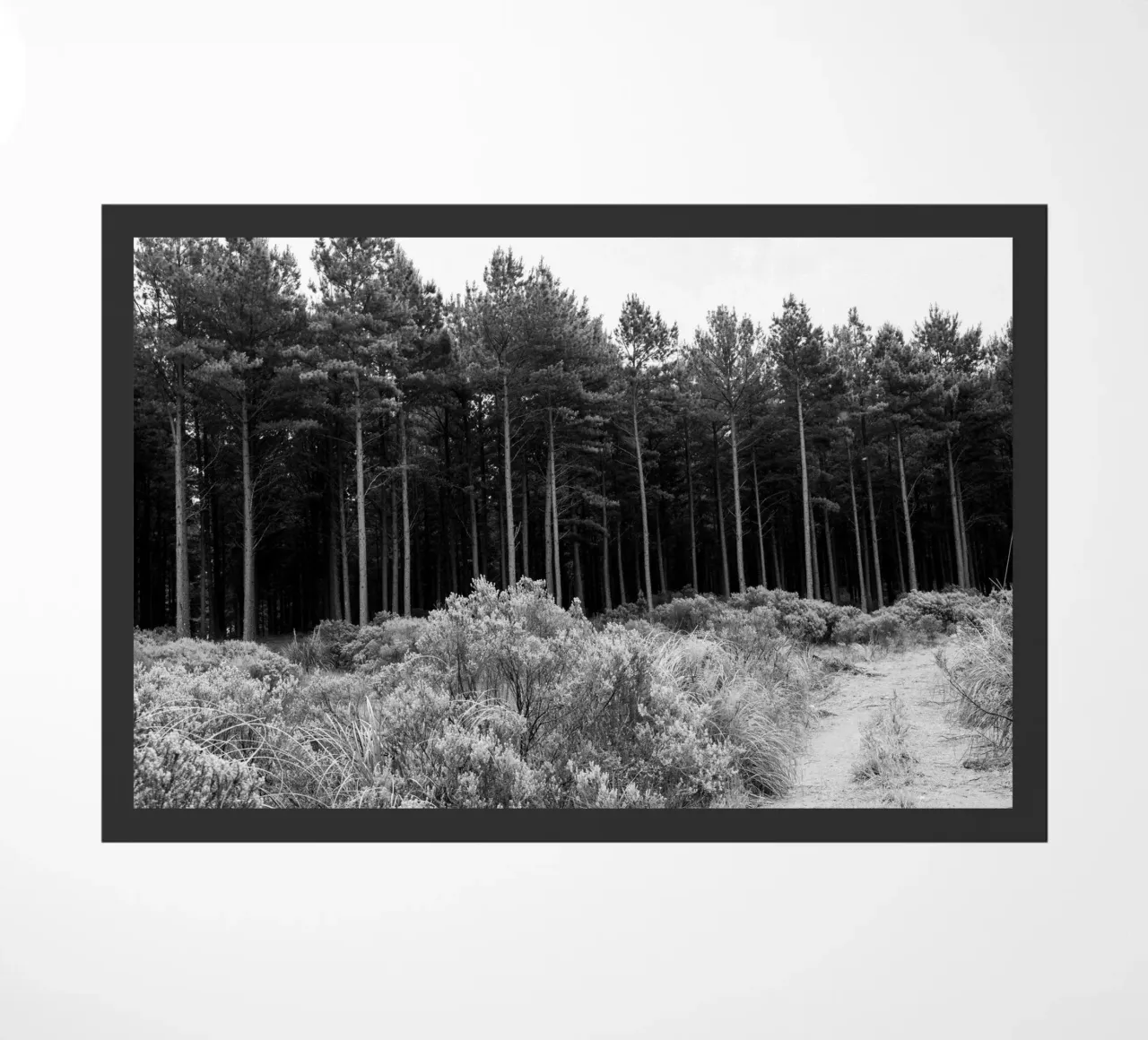 Foresta zerbino da rafael campezato