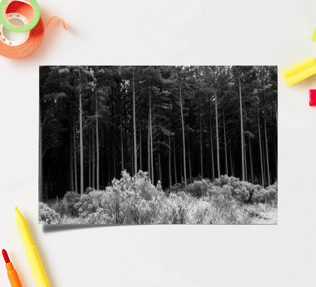 Forest sticker sheet by rafael campezato