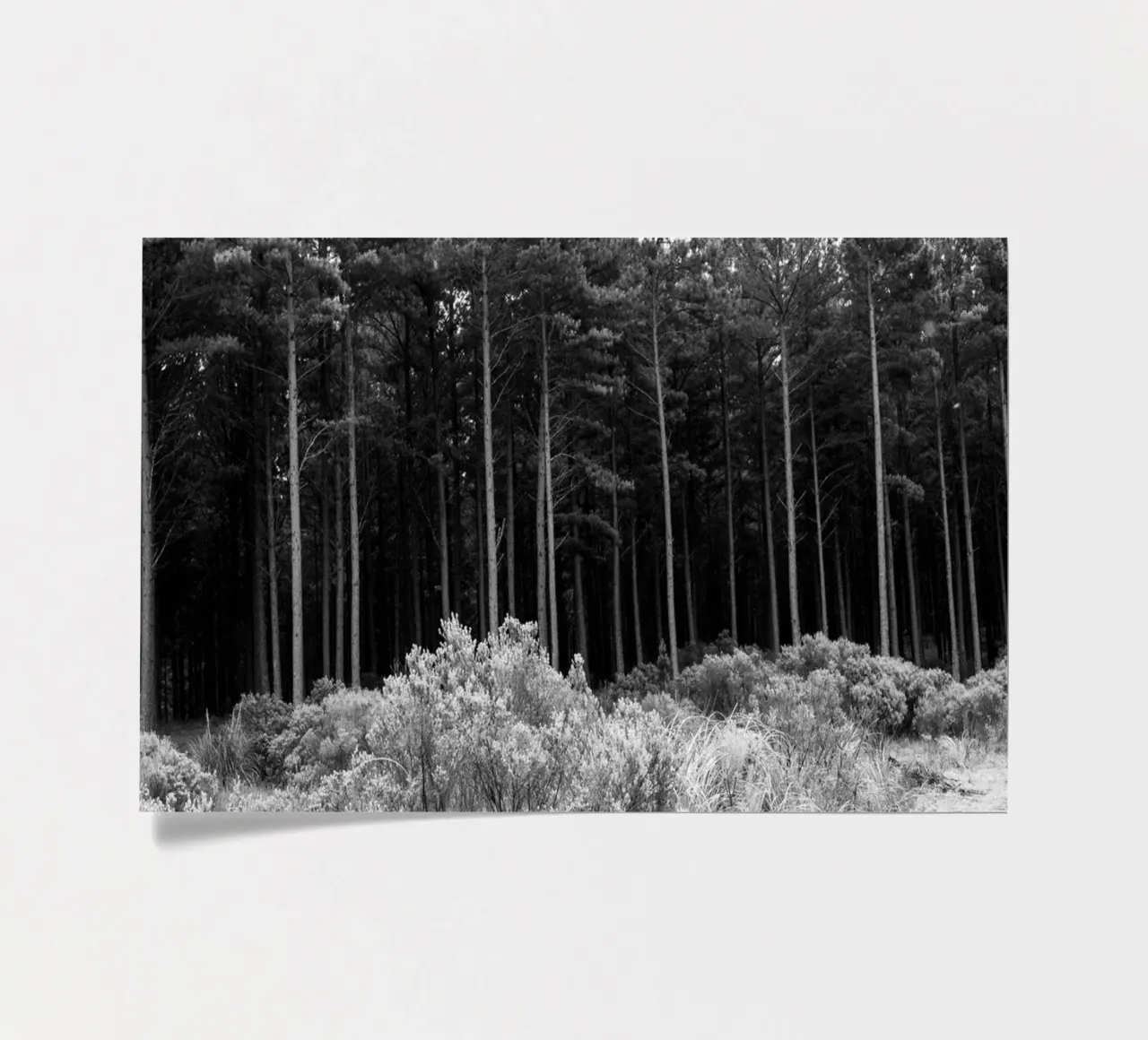 Forest sticker sheet by rafael campezato