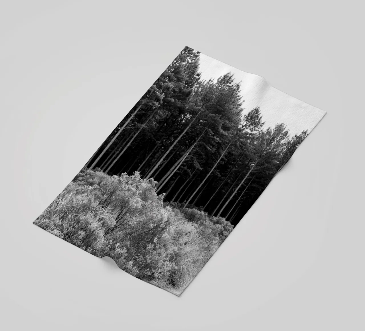 Foresta telo mare da rafael campezato