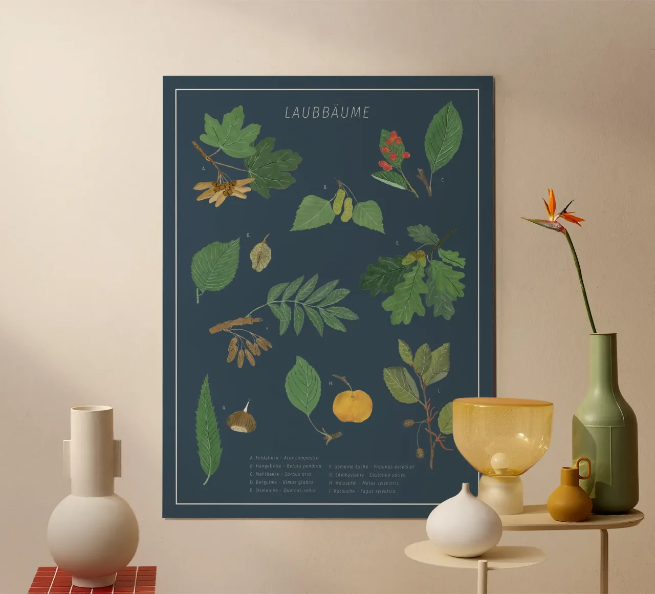 Laubbäume botanisch - Herbarium poster con telaio in plastica da herzundpapier