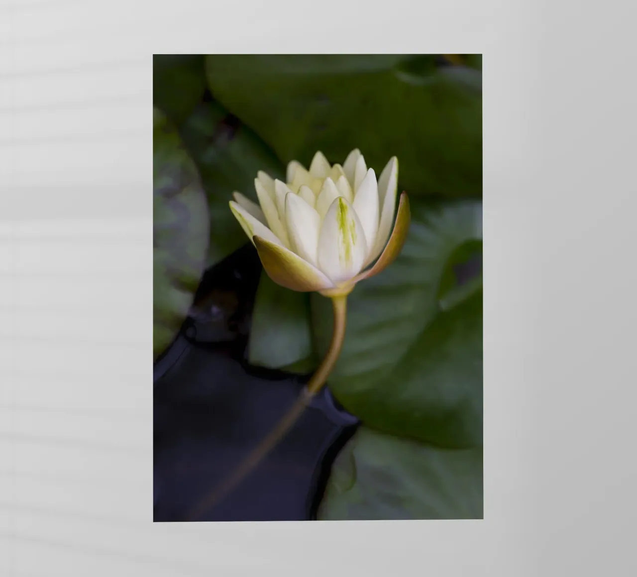 Grace in Bloom – The Beauty of the White Lily pellicola backlit da Curious Collections by Marielle Leenders