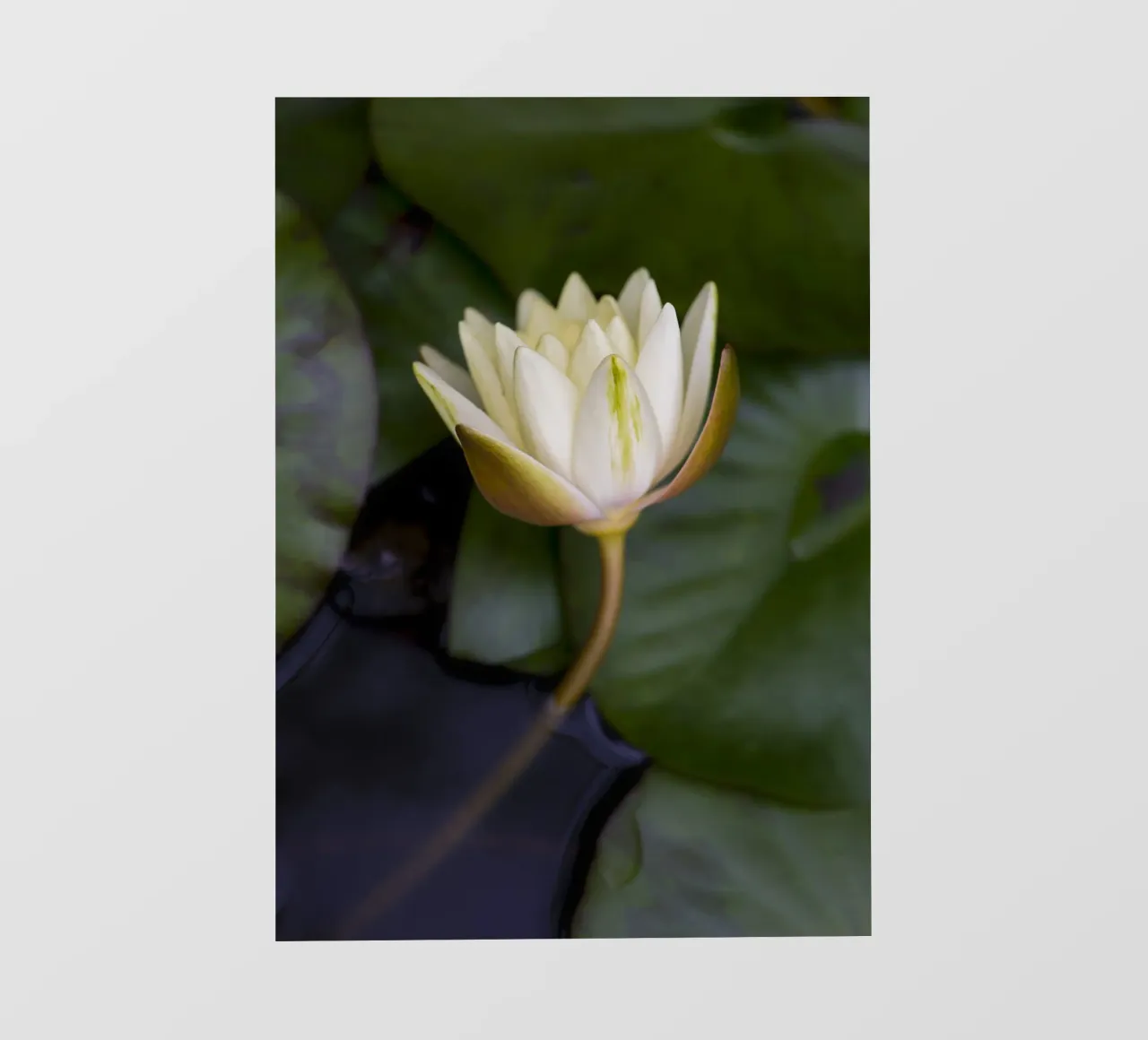 Grace in Bloom – The Beauty of the White Lily pellicola backlit da Curious Collections by Marielle Leenders