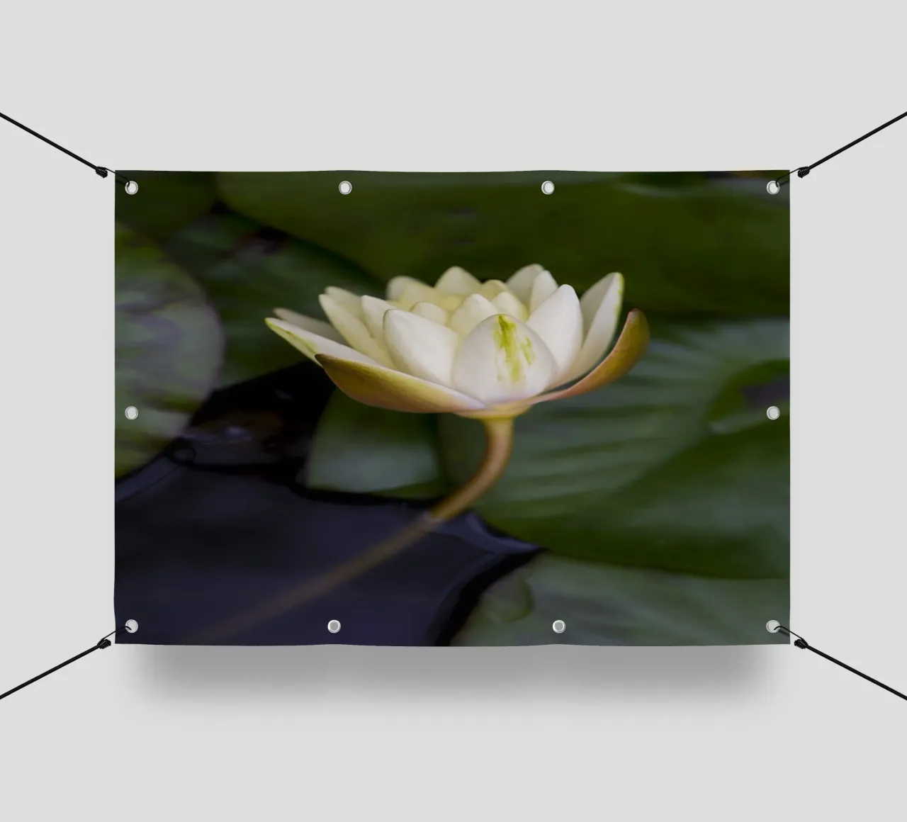 Grace in Bloom – The Beauty of the White Lily telo in pvc da Curious Collections by Marielle Leenders