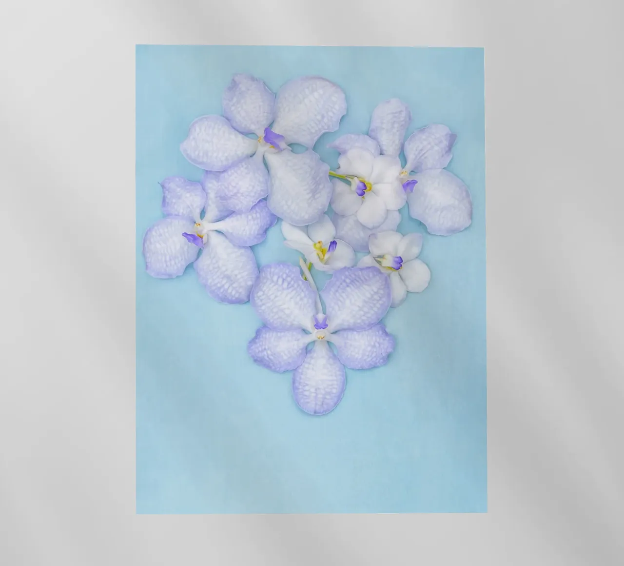 Serenity in Bloom – Lilac Orchids pellicola backlit da Curious Collections by Marielle Leenders