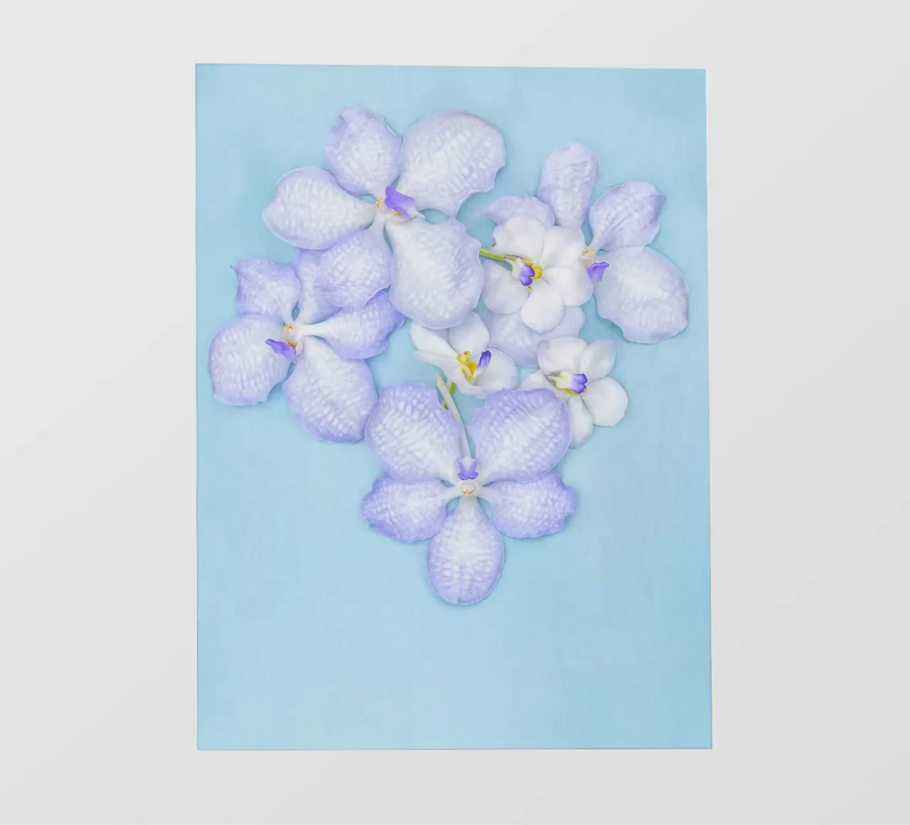 Serenity in Bloom – Lilac Orchids pellicola backlit da Curious Collections by Marielle Leenders
