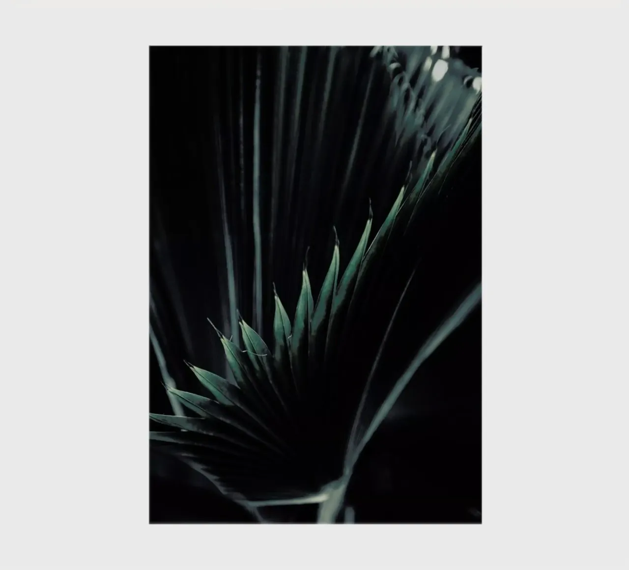 Palm Shade 1 notebook by Chris Abatzis
