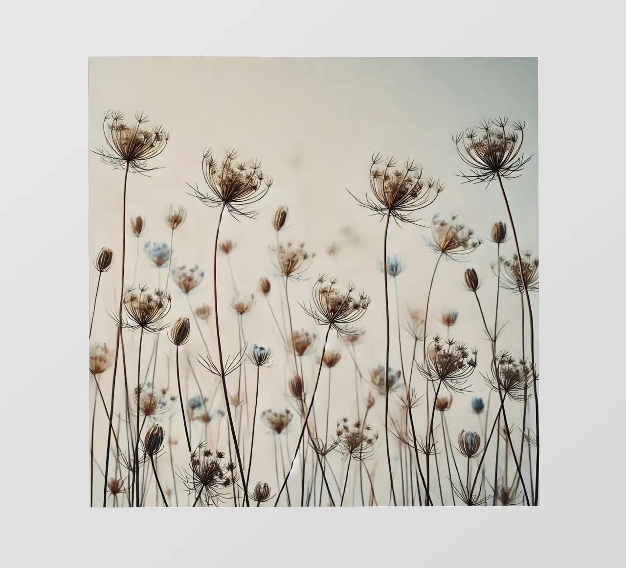 Prato pellicola backlit da nomad