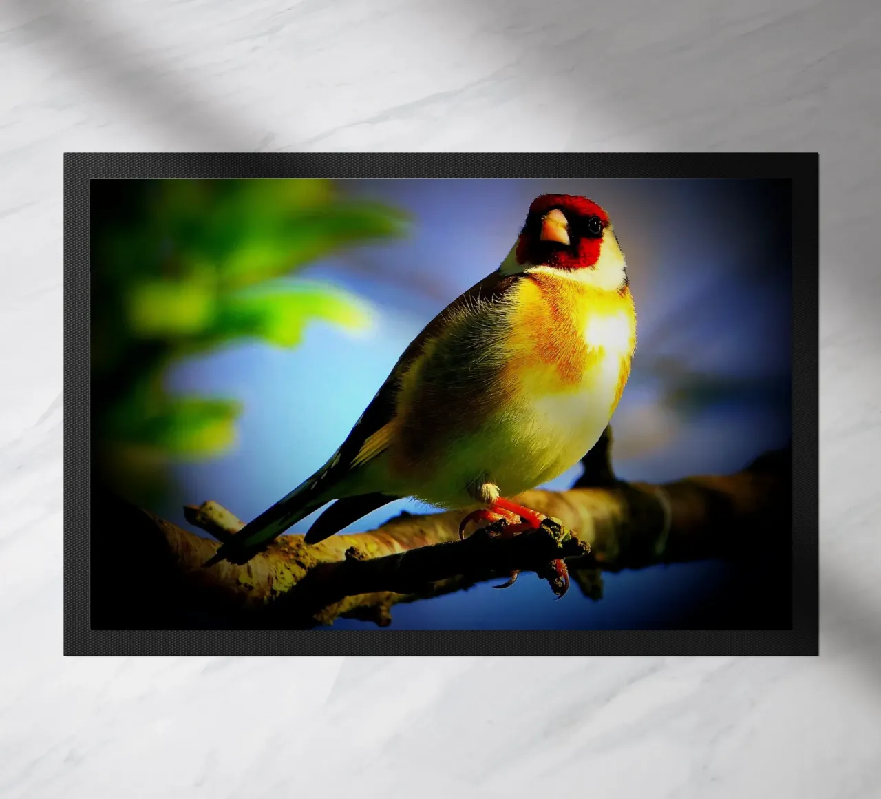 FAA149 zerbino da Thierry vobmann photography