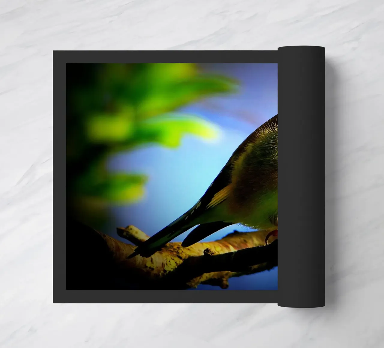 FAA149 zerbino da Thierry vobmann photography