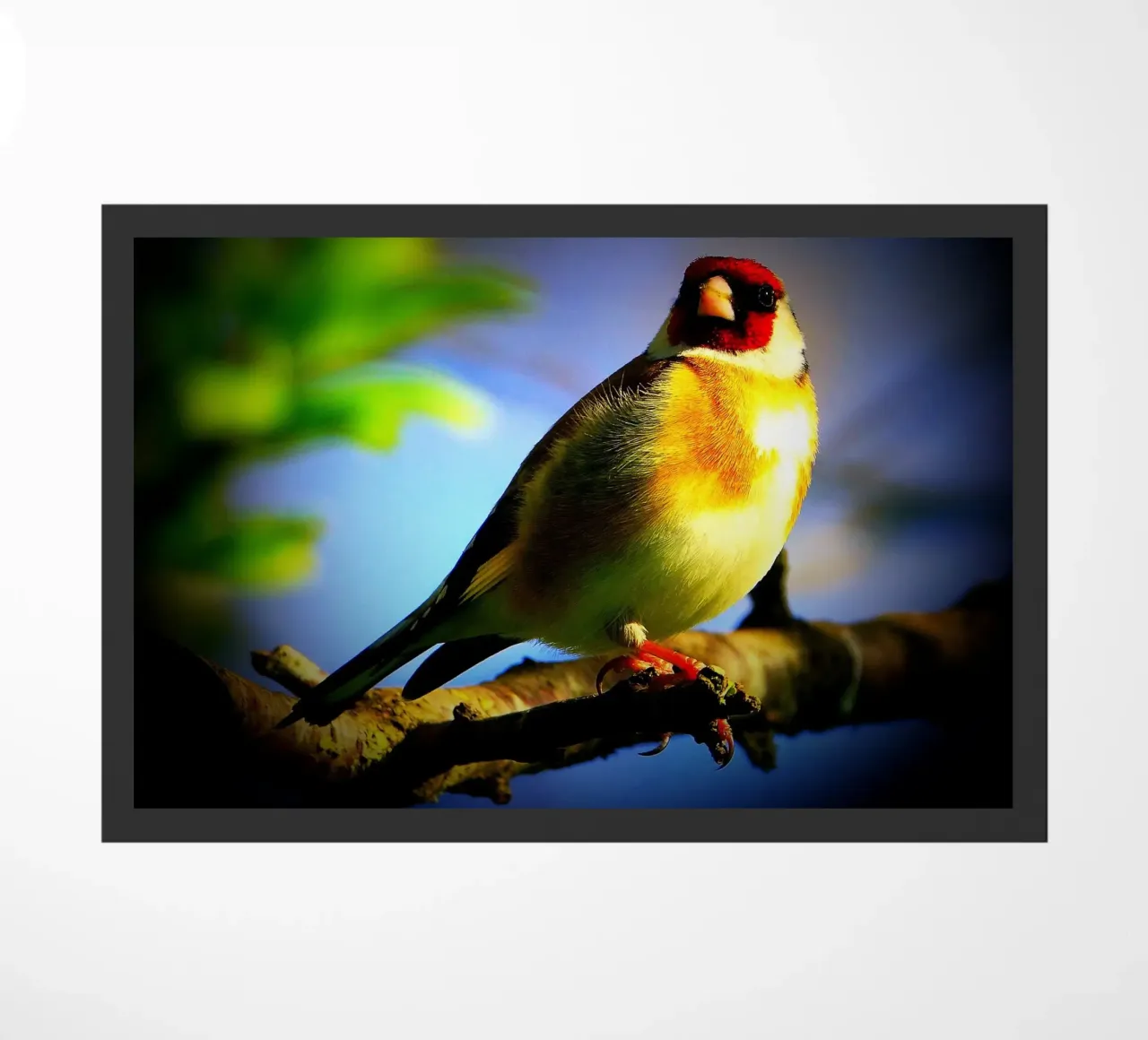 FAA149 zerbino da Thierry vobmann photography