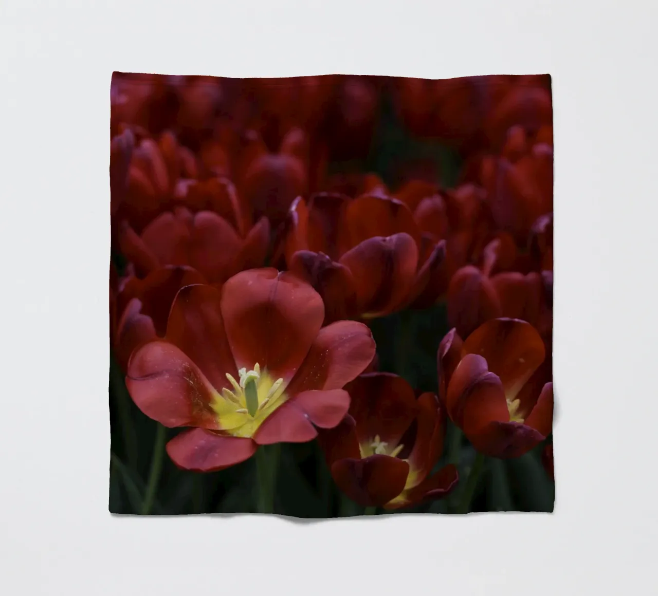 Passion in Nature – The Allure of a Red Tulip coperta in pile da Curious Collections by Marielle Leenders