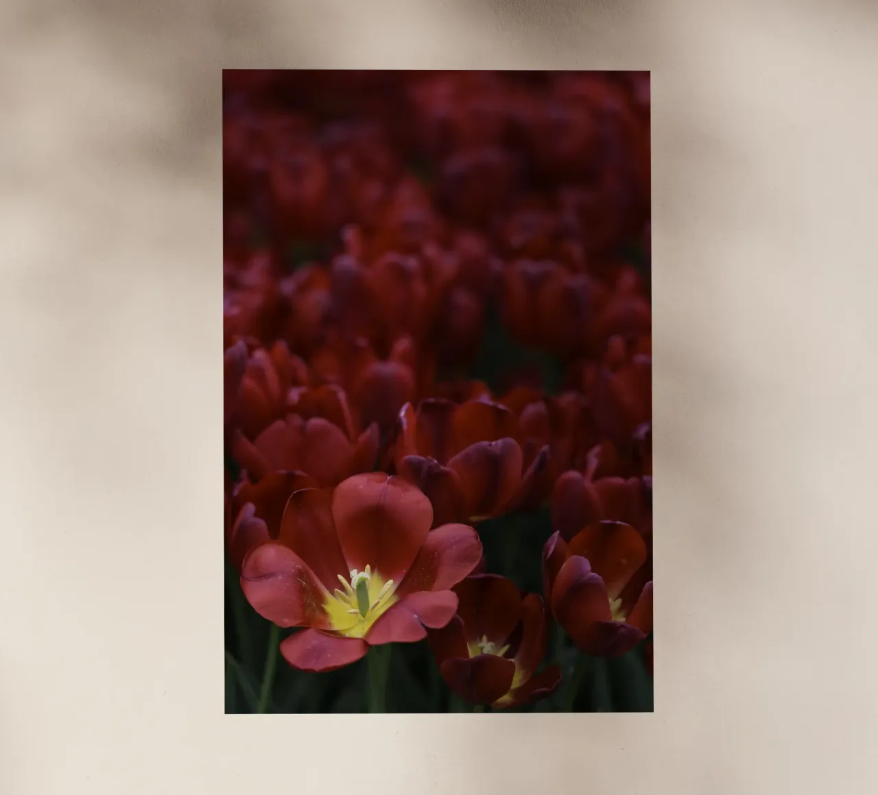 Passion in Nature – The Allure of a Red Tulip pellicola backlit da Curious Collections by Marielle Leenders