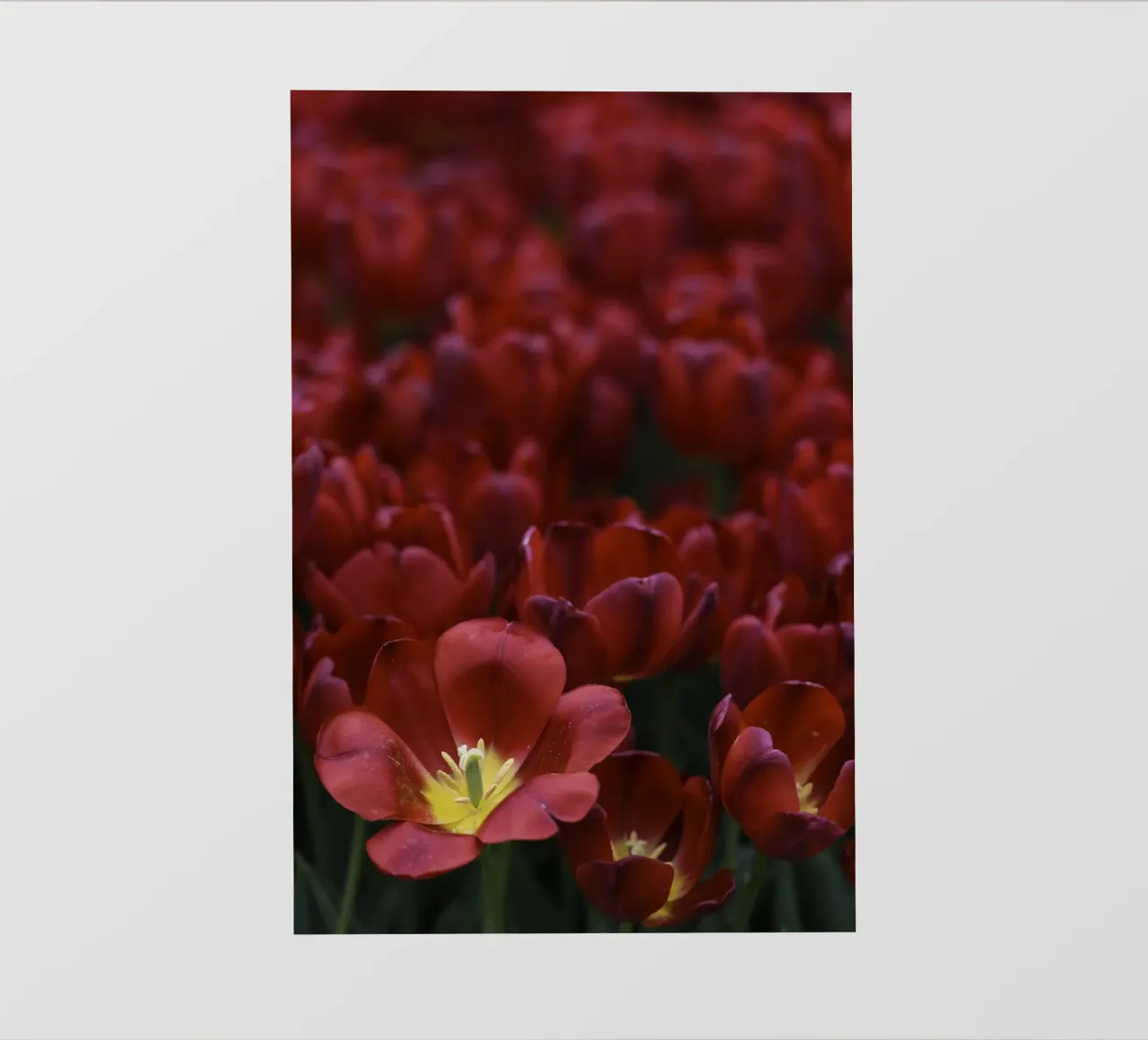Passion in Nature – The Allure of a Red Tulip pellicola backlit da Curious Collections by Marielle Leenders