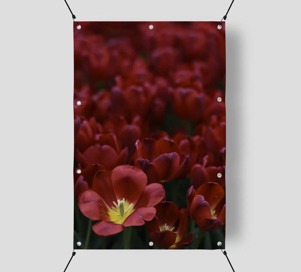 Passion in Nature – The Allure of a Red Tulip telo in pvc da Curious Collections by Marielle Leenders