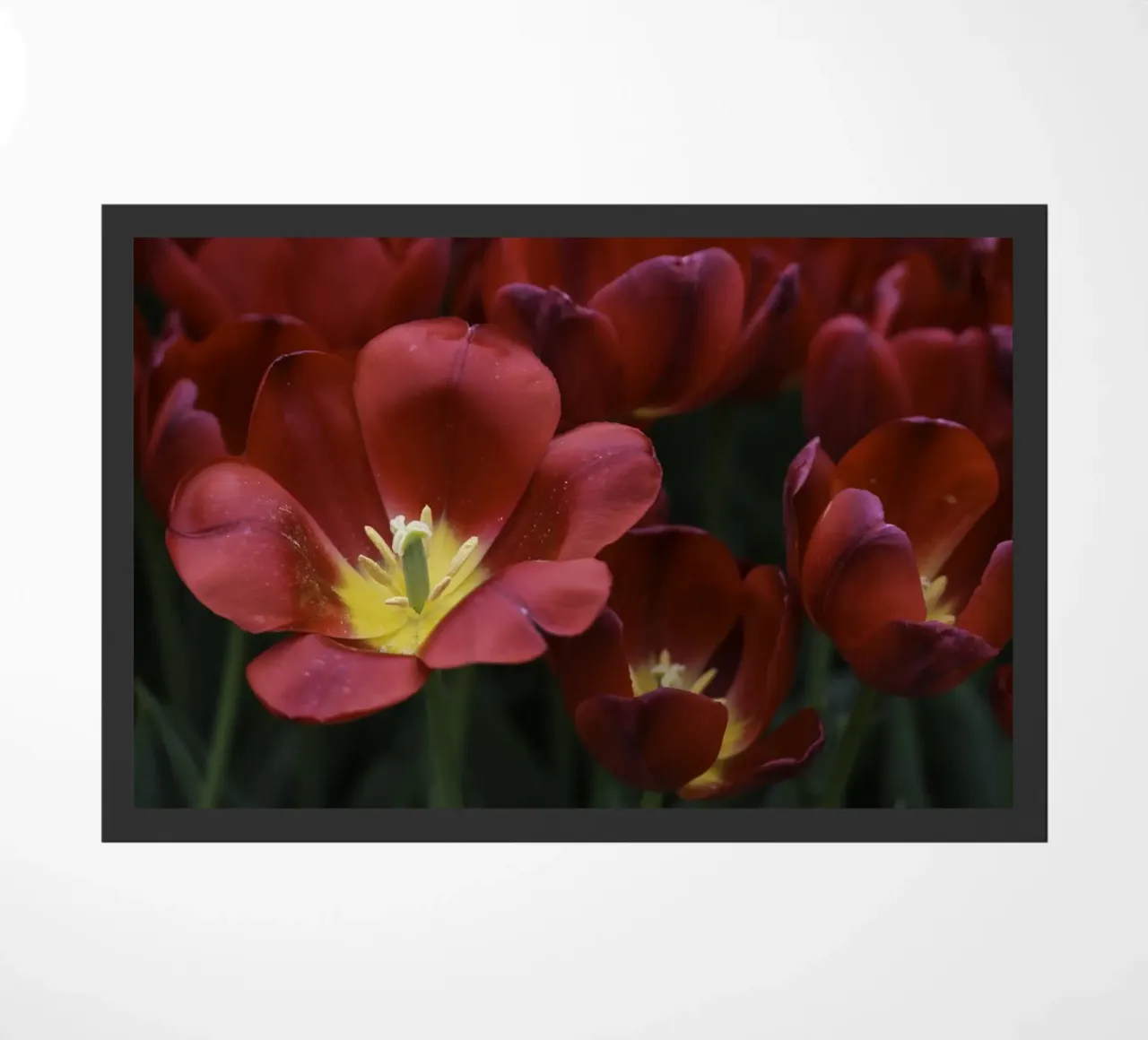 Passion in Nature – The Allure of a Red Tulip zerbino da Curious Collections by Marielle Leenders