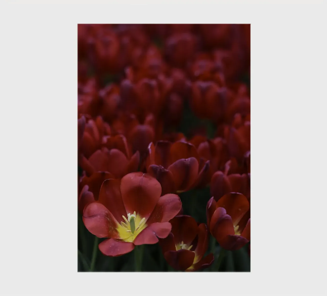 Passion in Nature – The Allure of a Red Tulip notebook by Curious Collections by Marielle Leenders