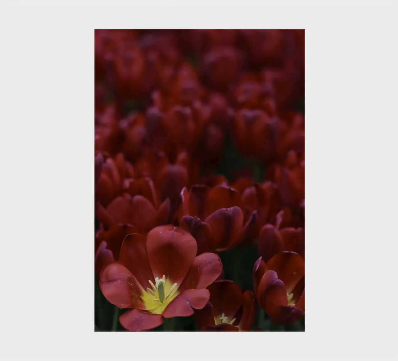 Passion in Nature – The Allure of a Red Tulip notebook by Curious Collections by Marielle Leenders