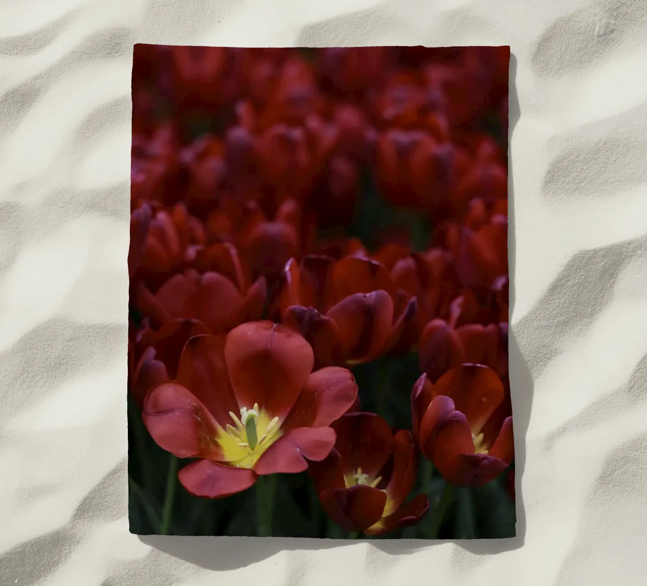 Passion in Nature – The Allure of a Red Tulip telo mare da Curious Collections by Marielle Leenders