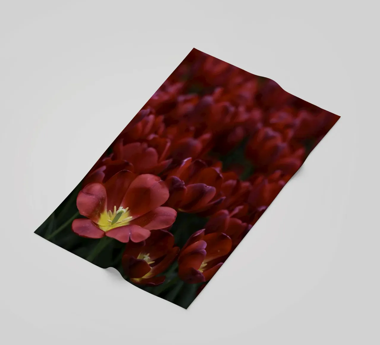 Passion in Nature – The Allure of a Red Tulip telo mare da Curious Collections by Marielle Leenders